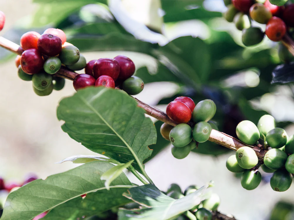 Thailand is set to import 80,000 tonnes of coffee in 2025
